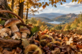Funghi porcini e castagne nei boschi dei Castelli Romani in autunno